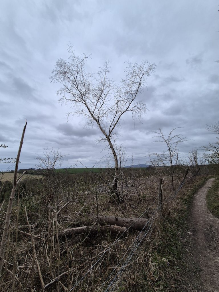 Walking Wenlock Edge on a hard day A silver birch