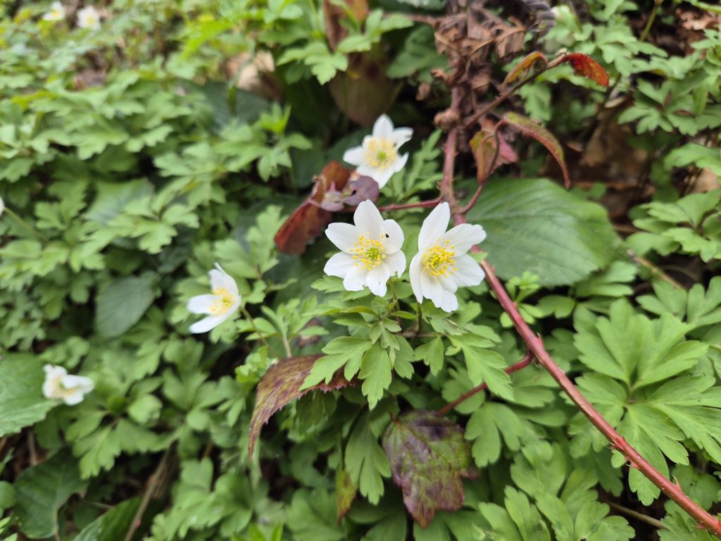 Walking Wenlock Edge on a hard day Wood Anemone