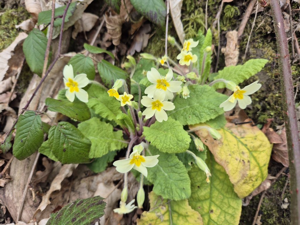 Walking Wenlock Edge on a hard day Primrose