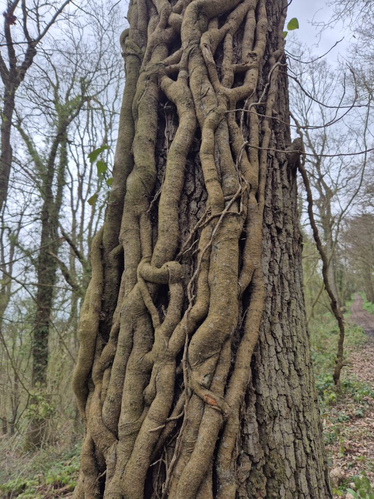 Walking Wenlock Edge on a hard day A tree with the remains of a climbing plant on it