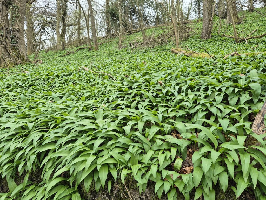Walking Wenlock Edge on a hard day Wild Garlic