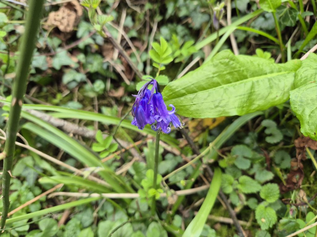 Walking Wenlock Edge on a hard day English Bluebell