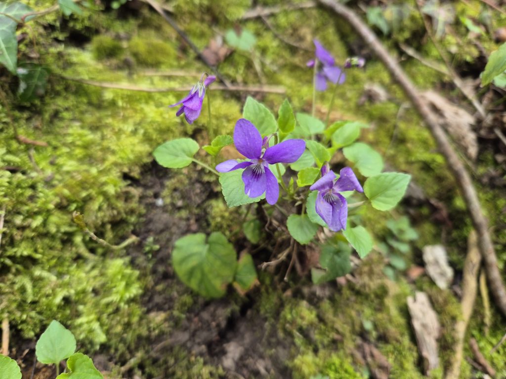 Walking Wenlock Edge on a hard day Violets - dark purple