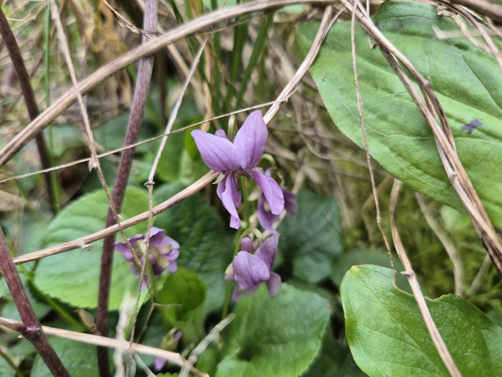 Walking Wenlock Edge on a hard day Violets - light purple