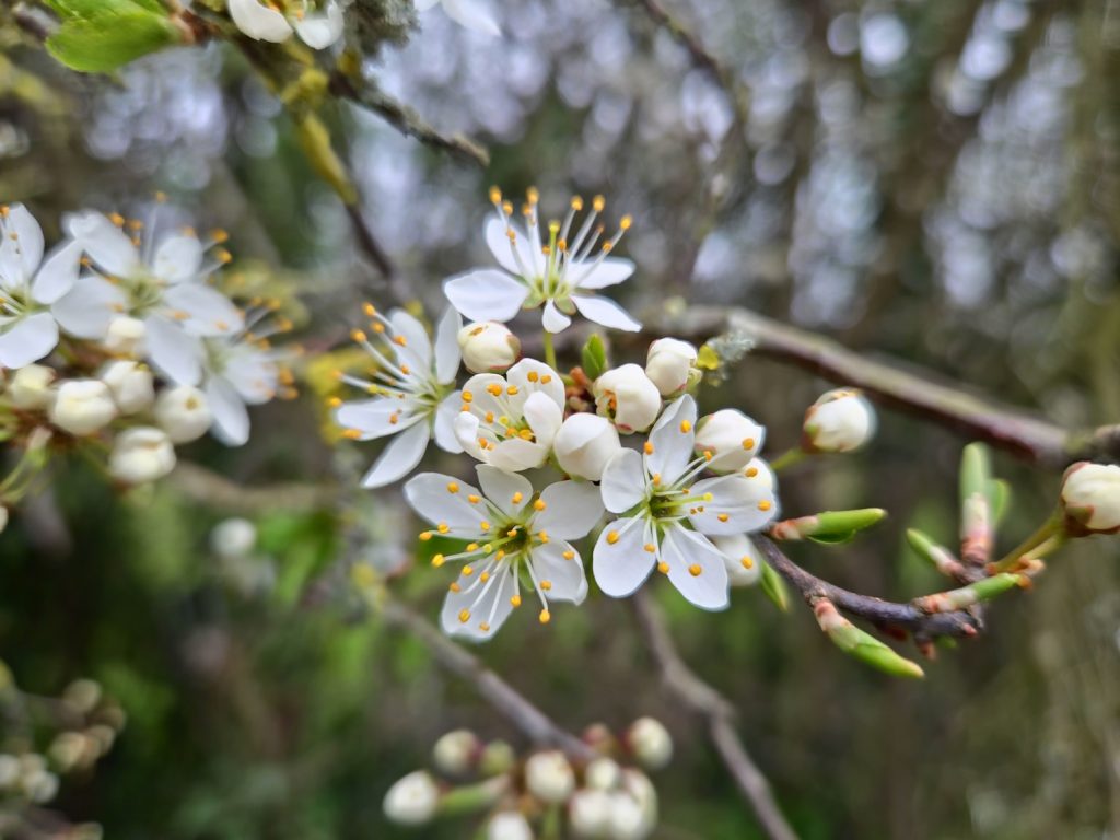 Walking Wenlock Edge on a hard day Blackthorn blossom